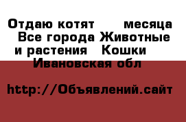 Отдаю котят. 1,5 месяца - Все города Животные и растения » Кошки   . Ивановская обл.